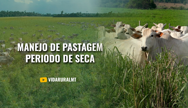 ESTRATÉGIA PARA UM PASTO SAUDÁVEL NA SECA